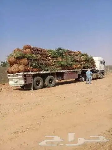 توريداجودانواع النخيل المثمروالزينةالواشنطني 4