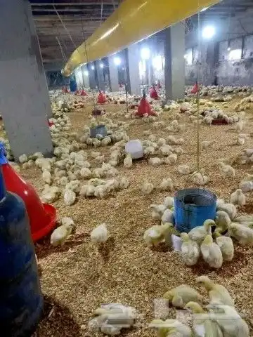 مشرف مزارع دواجن تسمين لحم ولي خبره عاليه في هذا المجال 7