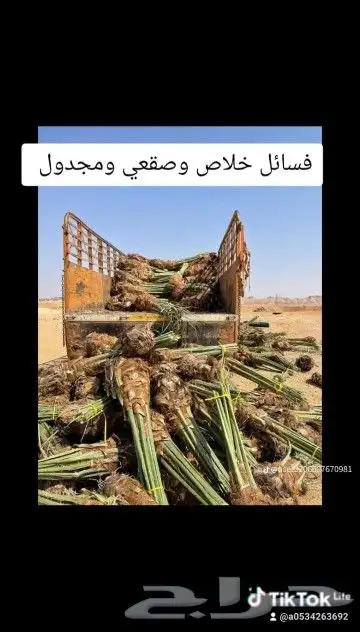 توريداجودانواع النخيل المثمروالزينةالواشنطني 2