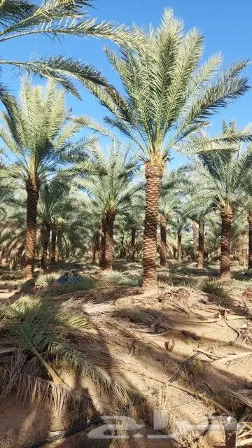 نخل واشنطي 6متر واكثر واشجار زيتون وسدر للبيع 3