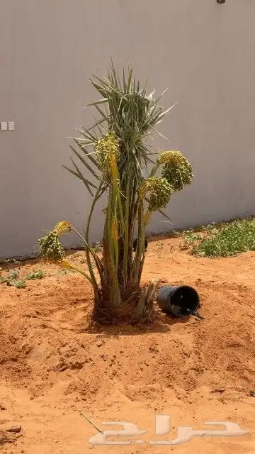 مشاءالله تبارك الرحمن توفر نخيل خلاص درجة اولى طيب ونهى 6