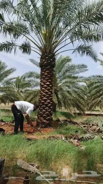 توريداجودانواع النخيل المثمروالزينةالواشنطني 3