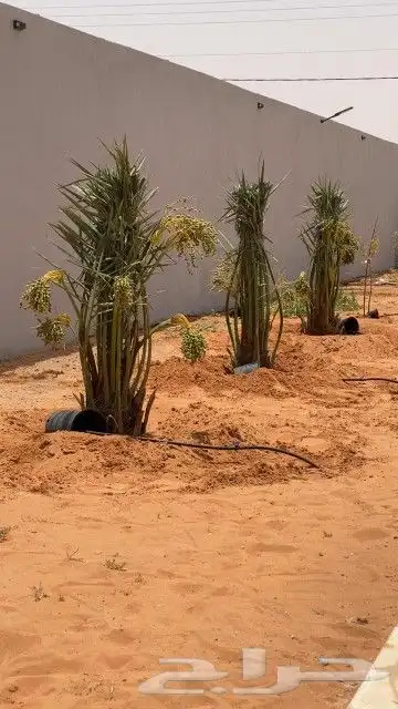 مشاءالله تبارك الرحمن توفر نخيل خلاص درجة اولى طيب ونهى 4