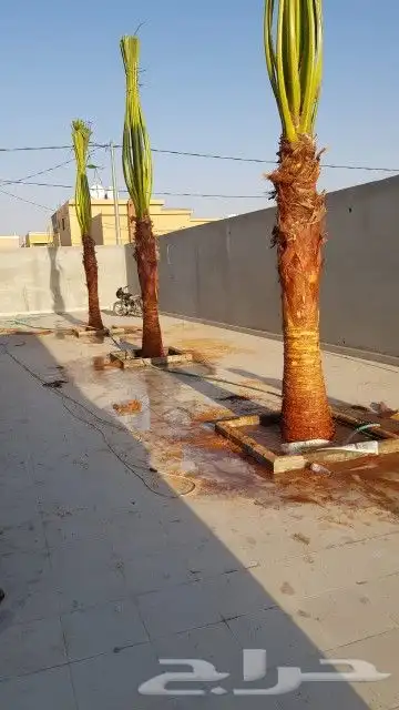 واشنطن للبيع 2
