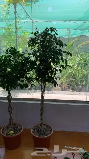 تركيب شبكات الري خدمات الزراعه والنخيل 1