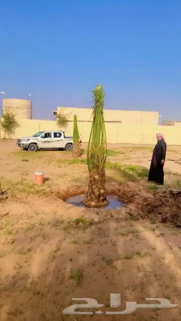 مشاءالله تبارك الرحمن توفر نخيل خلاص درجة اولى طيب ونهى 9