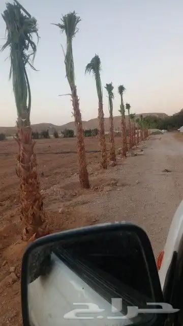 واشنطن للبيع 3