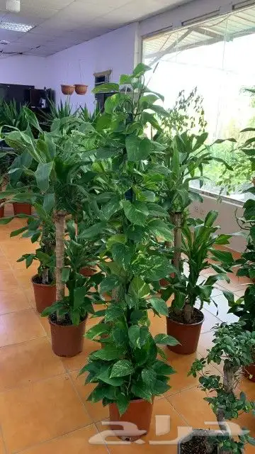 تركيب شبكات الري خدمات الزراعه والنخيل 0