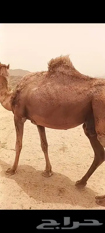 ام الزله 1