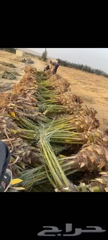 نخل نخيل شبوك شبك وتوريد جميع انواع انخيل 9