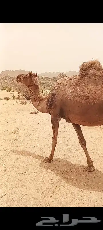 ام الزله 4