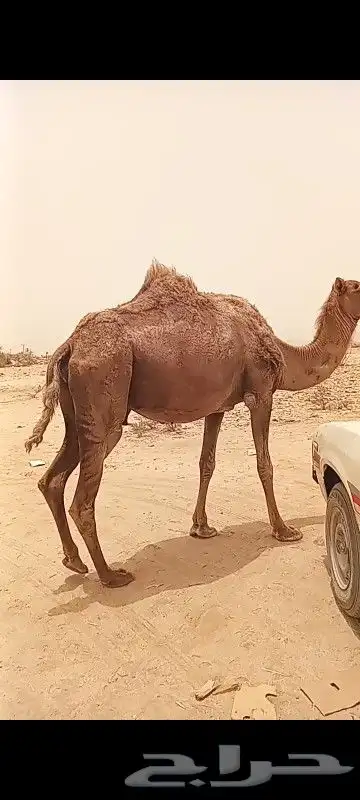 ام الزله 3