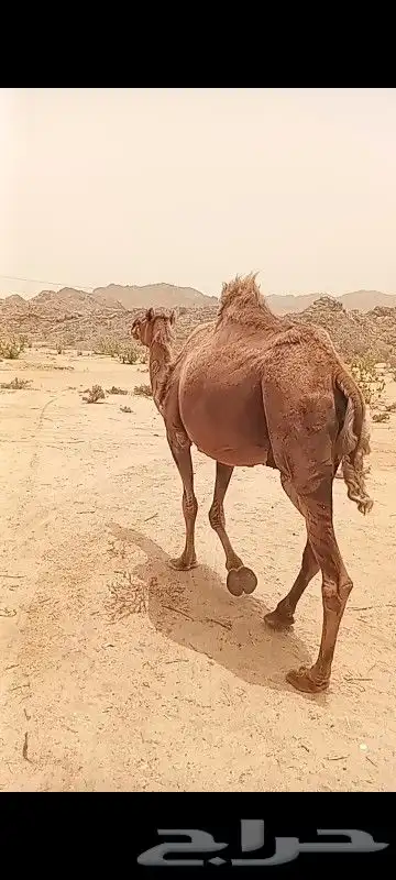 ام الزله 2