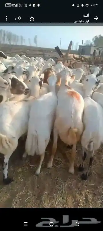 ضان للبيع العداد 80 مولدات 15حتها 15وا 65دفيع قرايب 5