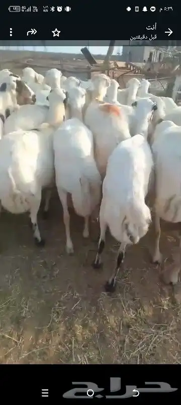 ضان للبيع العداد 80 مولدات 15حتها 15وا 65دفيع قرايب 6