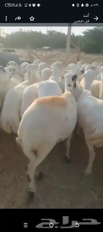 ضان للبيع العداد 80 مولدات 15حتها 15وا 65دفيع قرايب 1