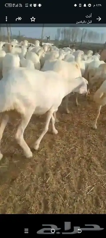 ضان للبيع العداد 80 مولدات 15حتها 15وا 65دفيع قرايب 3