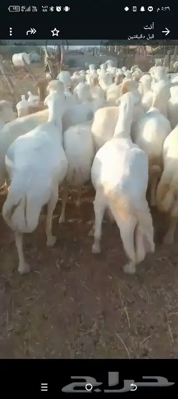 ضان للبيع العداد 80 مولدات 15حتها 15وا 65دفيع قرايب 0