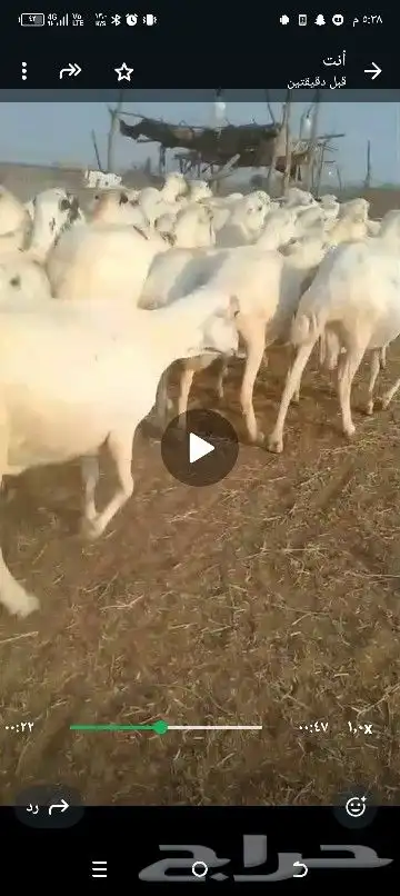 ضان للبيع العداد 80 مولدات 15حتها 15وا 65دفيع قرايب 4