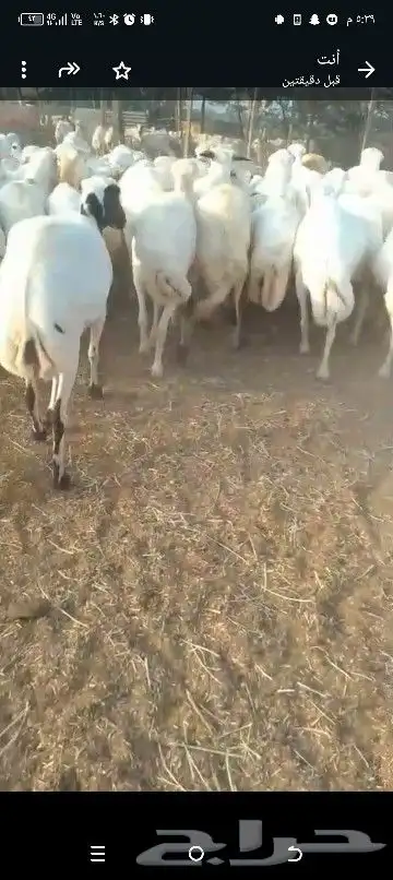 ضان للبيع العداد 80 مولدات 15حتها 15وا 65دفيع قرايب 2