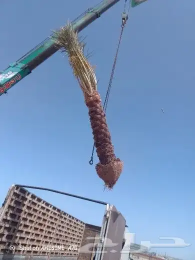 نخل مثمر فراخ اخلاص مجدول وجميع المقاسات متوفره 1