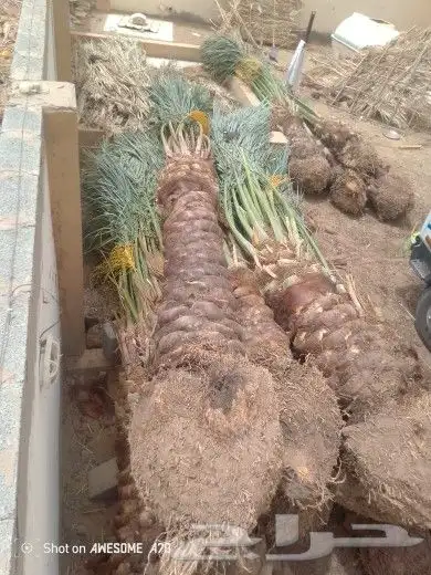 نخل مثمر فراخ اخلاص مجدول وجميع المقاسات متوفره 2