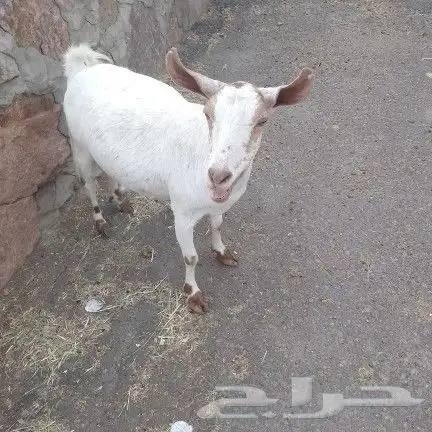اعرض لكم عنز بيشي دافع منوت القناي 6