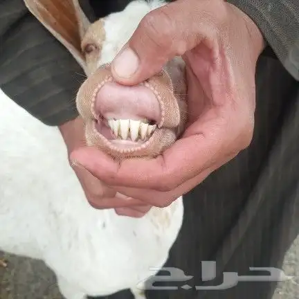 اعرض لكم عنز بيشي دافع منوت القناي 7