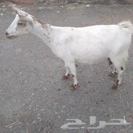 اعرض لكم عنز بيشي دافع منوت القناي 1