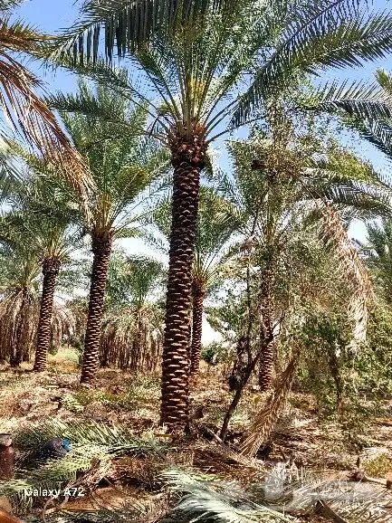 نخل تكريب هلال 1