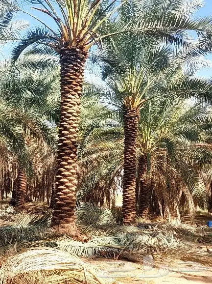 نخل تكريب هلال 3