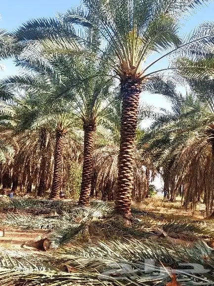 نخل تكريب هلال 4