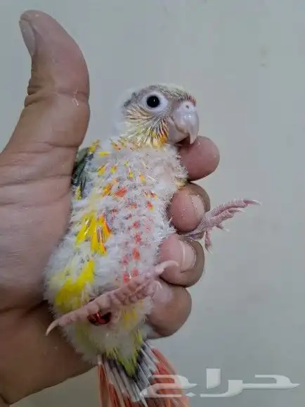 فرخ كنيور أناناس تم البيع 3