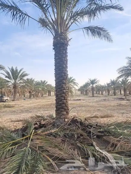 نخل واشنطي 6متر واكثر واشجار زيتون وسدر للبيع 4
