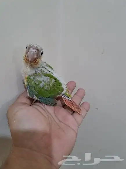 فرخ كنيور أناناس تم البيع 0