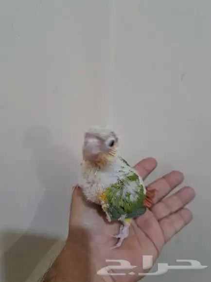 فرخ كنيور أناناس تم البيع 1