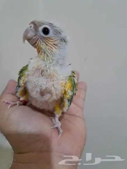 فرخ كنيور أناناس تم البيع 2