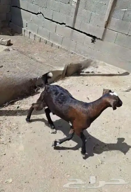تيس بلدي 0
