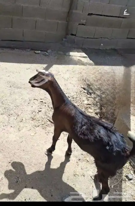 تيس بلدي 1