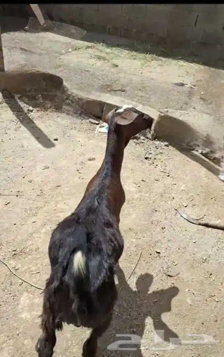 تيس بلدي 2