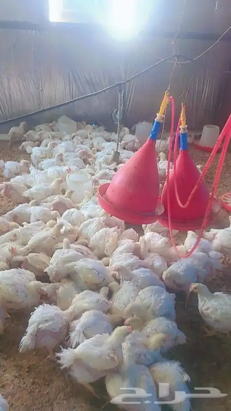 مشرف مزارع دواجن تسمين لحم ولي خبره عاليه في هذا المجال 5