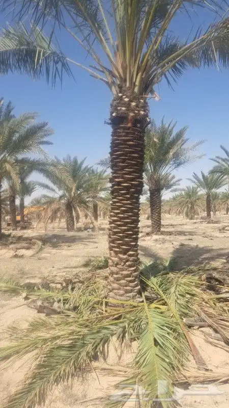 نخل واشنطي 6متر واكثر واشجار زيتون وسدر للبيع 5