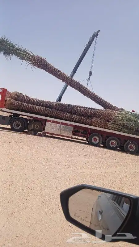 نخل مثمر فراخ اخلاص مجدول وجميع المقاسات متوفره 6