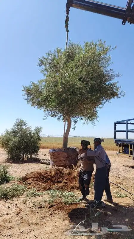 نخل واشنطي 6متر واكثر واشجار زيتون وسدر للبيع 6