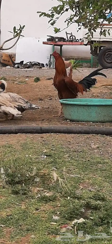 ديك مهجن براهما مع باكستاني 3