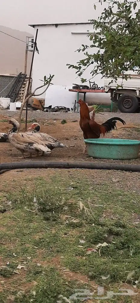 ديك مهجن براهما مع باكستاني 5