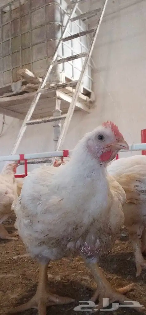 مشرف مزارع دواجن تسمين لحم ولي خبره عاليه في هذا المجال 0