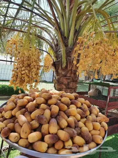 توريداجودانواع النخيل المثمروالزينةالواشنطني 1