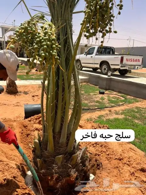 مشاءالله تبارك الرحمن توفر نخيل خلاص درجة اولى طيب ونهى 7
