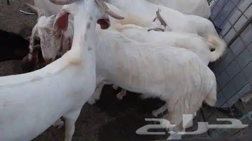 تيوس جنوبية وطليان الرياض 3